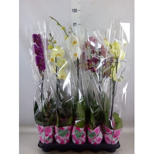 Phalaenopsis   ...mix  5