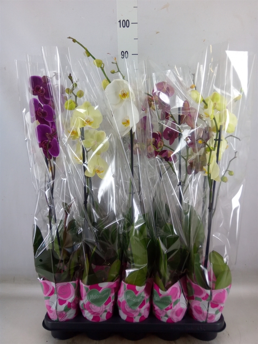 <h4>Phalaenopsis   ...mix  5</h4>