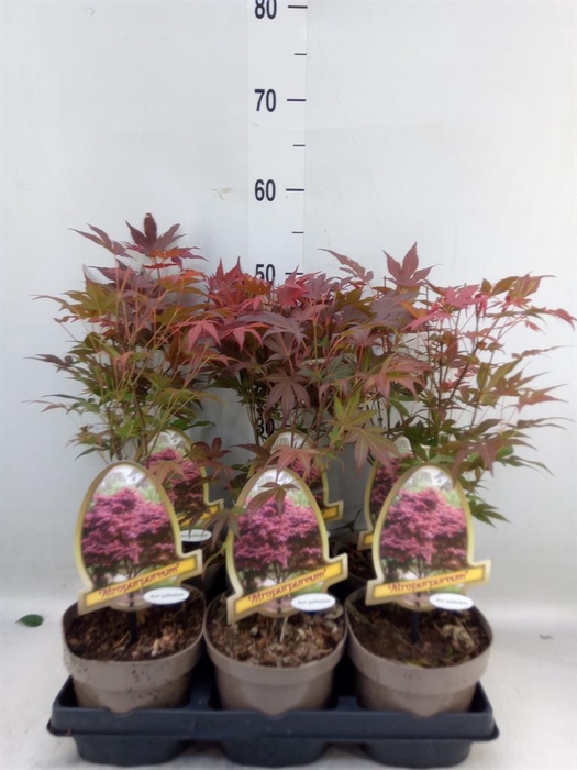 <h4>Acer palmatum 'Atropurpureum'</h4>