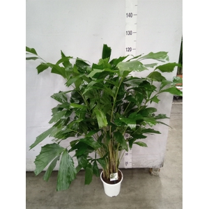 Caryota mitis