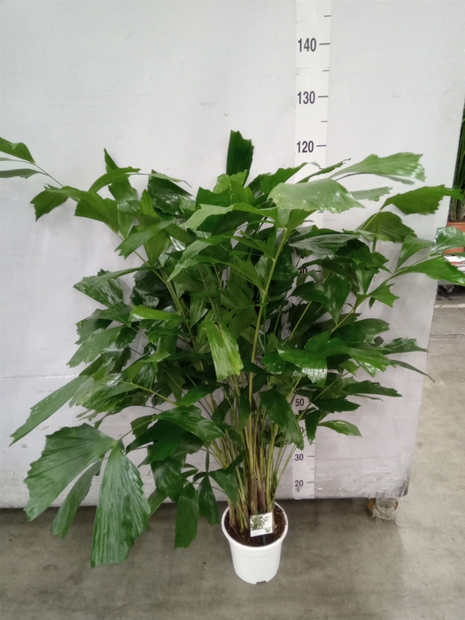 <h4>Caryota mitis</h4>