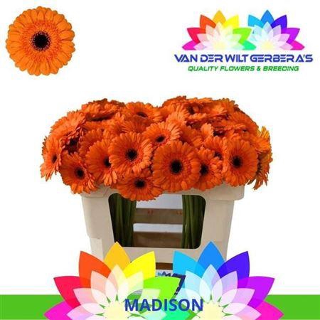 <h4>Ge Mi Madison 07 CM,AQUA,(NL),MPS A,(20)</h4>