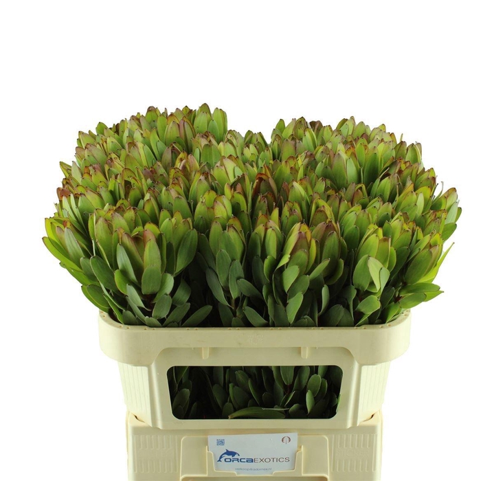 <h4>LEUCAD SAF GOLDSTRIK</h4>