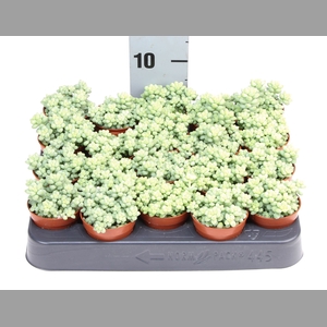 Sedum burrito