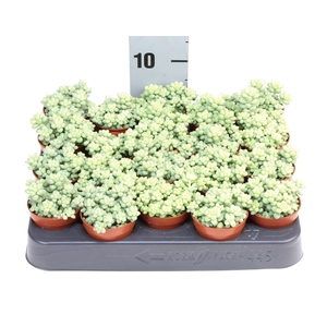 Sedum burrito