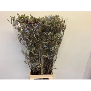 Anigozanthos Lilac Queen