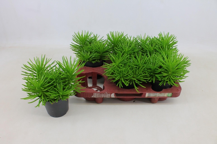 <h4>SENEC ARCH HIMALAYA</h4>