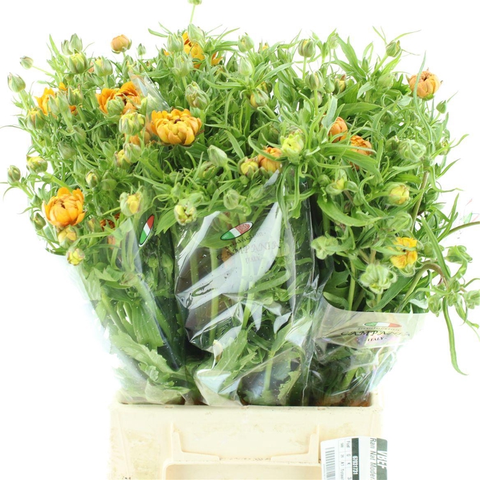 <h4>Ran Nat Moderna Vivaldi</h4>