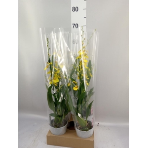 Oncidium   ...
