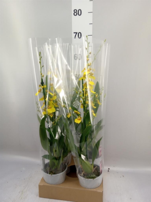 <h4>Oncidium   ...</h4>