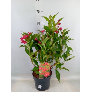 Weigela florida