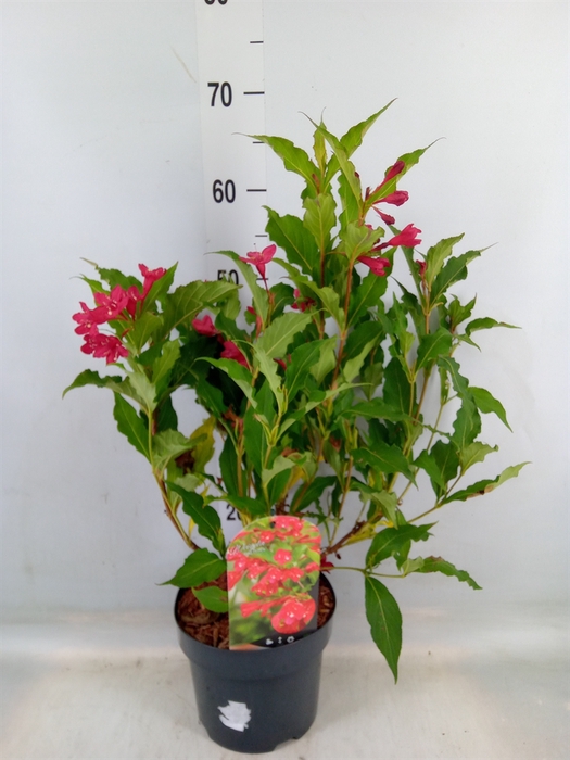 <h4>Weigela florida</h4>