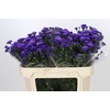 Aster Astee Dark Milka