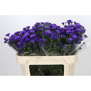 Aster Astee Dark Milka