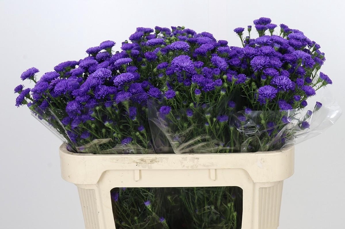 Aster Astee Dark Milka