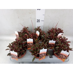 Peperomia graveolens