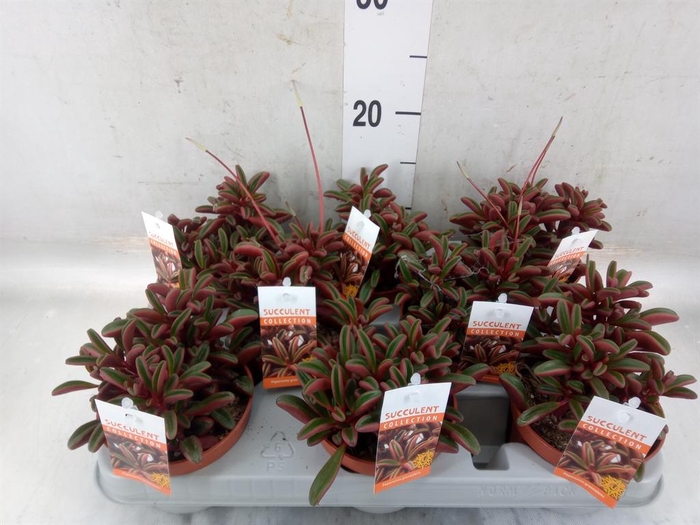 <h4>Peperomia graveolens</h4>