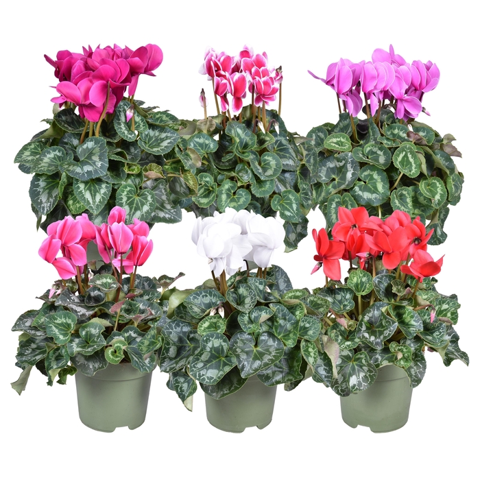 <h4>Cyclamen Halios gemengd 17cm</h4>