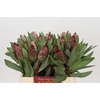 Protea Robijn