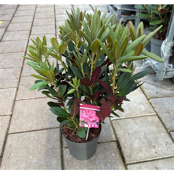<h4>Rhododendron 'Wine & Roses' ®</h4>