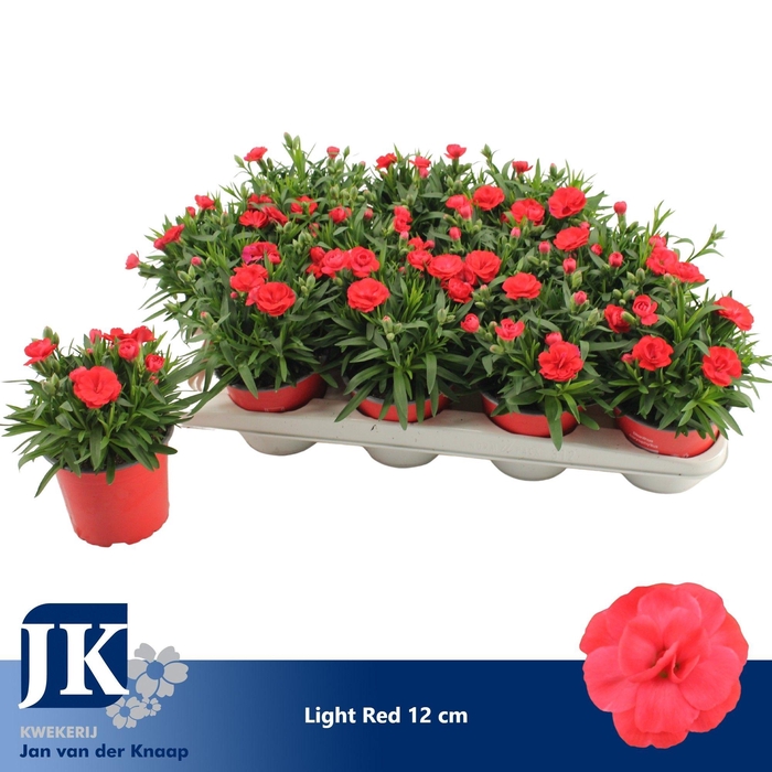 <h4>Dianthus P12 Light Red TST</h4>