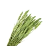 Tarwe Green