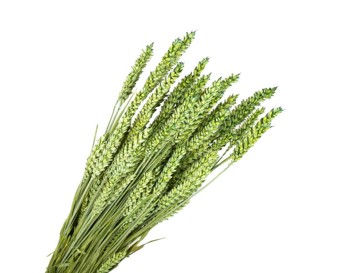 Tarwe Green