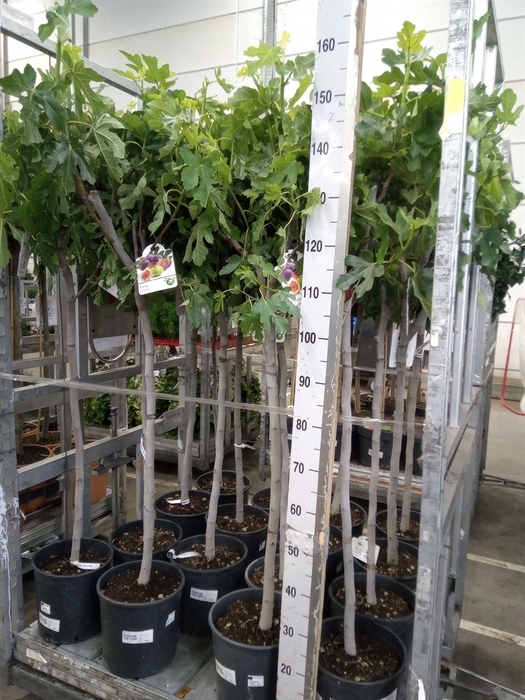 <h4>Ficus carica</h4>