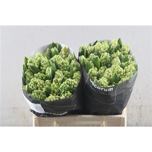 Hyac China Pink Straathof