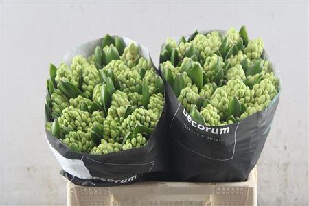 <h4>Hyac China Pink Straathof</h4>