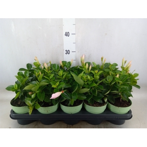 Mandevilla  'Sundavil Dbl Blush Pk'