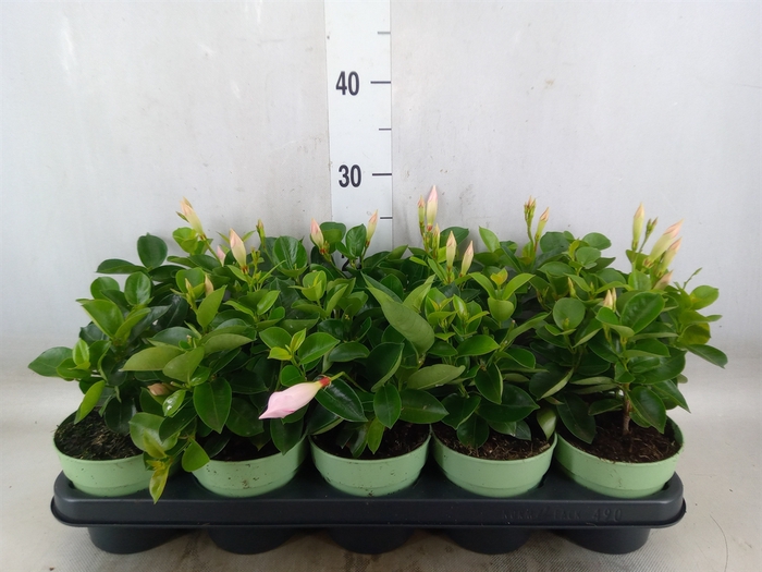 <h4>Mandevilla  'Sundavil Dbl Blush Pk'</h4>