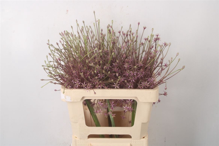 <h4>Allium Schubertii</h4>