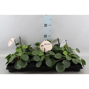 Pilea peperomoides