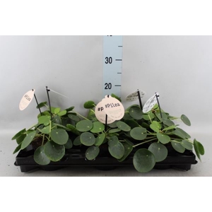 Pilea peperomioides
