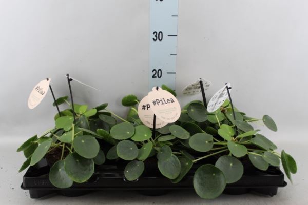 <h4>Pilea peperomioides</h4>