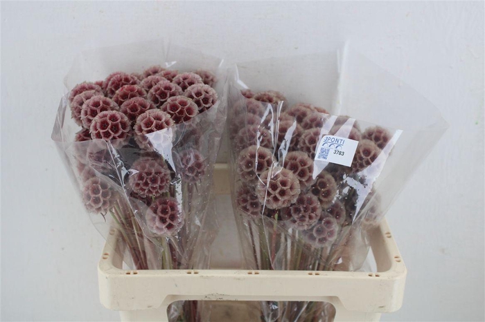 <h4>Scabiosa Stellata Klbh Red P Stem</h4>