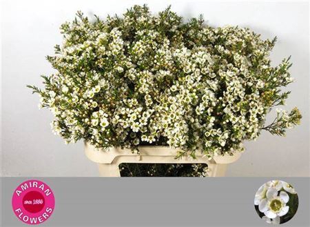 <h4>Chame Crystal Pearl</h4>
