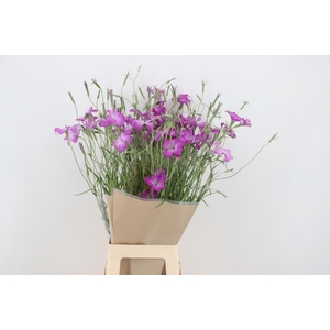 AGROSTEMMA QUEEN PURPLE 080CM