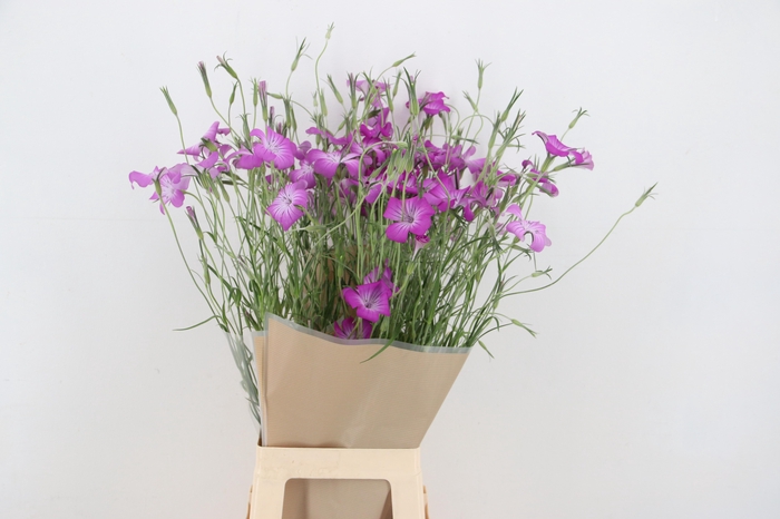 <h4>AGROSTEMMA QUEEN PURPLE 080CM</h4>