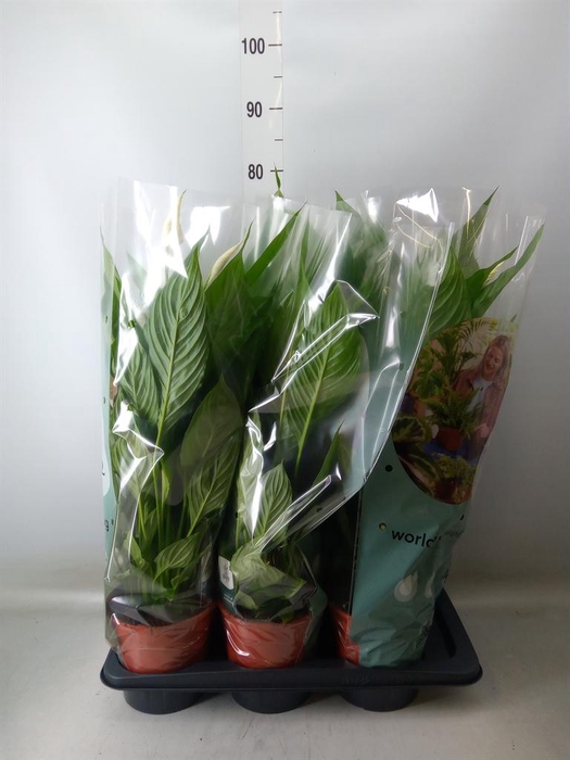 <h4>Spathiphyllum 'Vivaldi'</h4>
