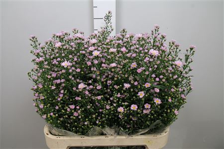 <h4>Aster univ. 'Claudia'</h4>