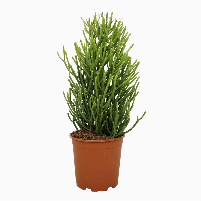 <h4>Euphorbia tirucalli</h4>