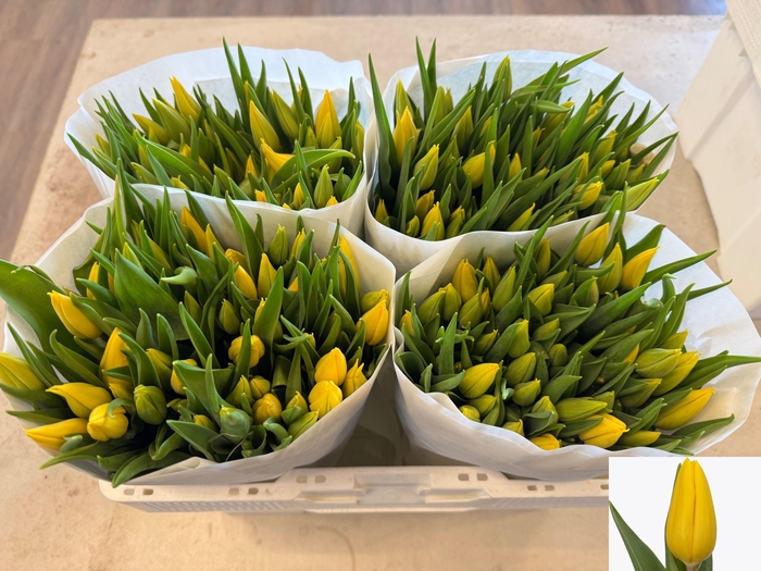 <h4>TU EN STRONG GOLD</h4>