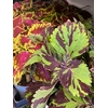 Coleus