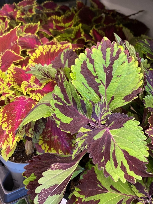Coleus
