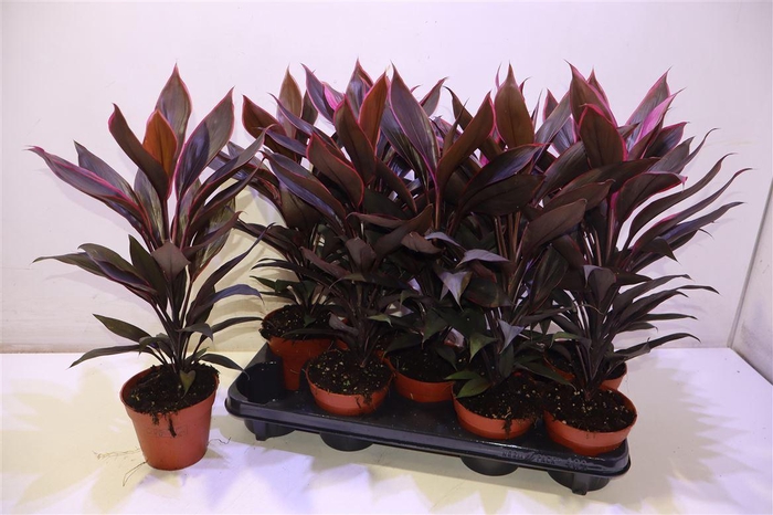 <h4>arr8 Cord Fr Tango</h4>