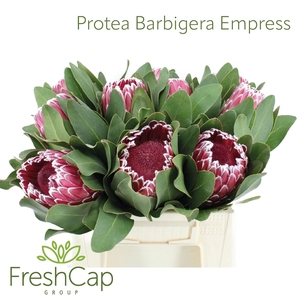 Protea Barbigera Empress