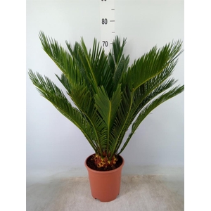 Cycas revoluta