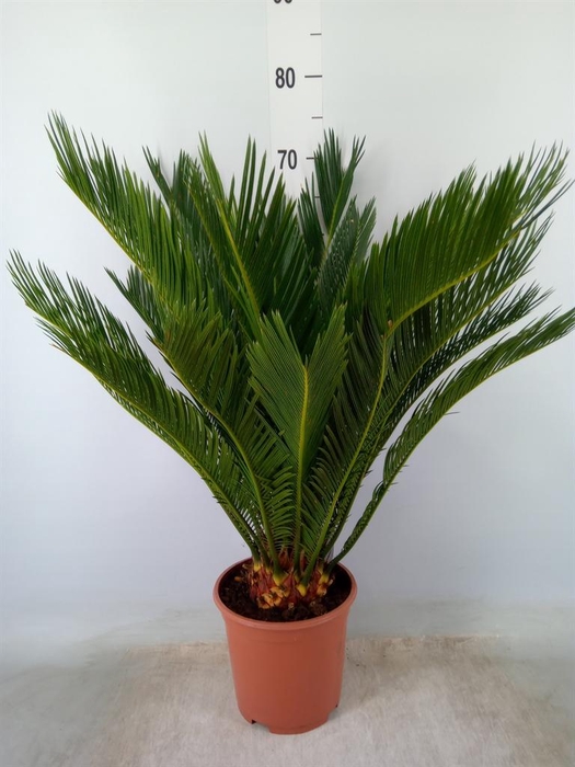 <h4>Cycas revoluta</h4>